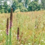 Pa. wil dat huiseigenaren hun gazons omruilen voor weilanden – te beginnen met gratis inheemse plantenpakketten