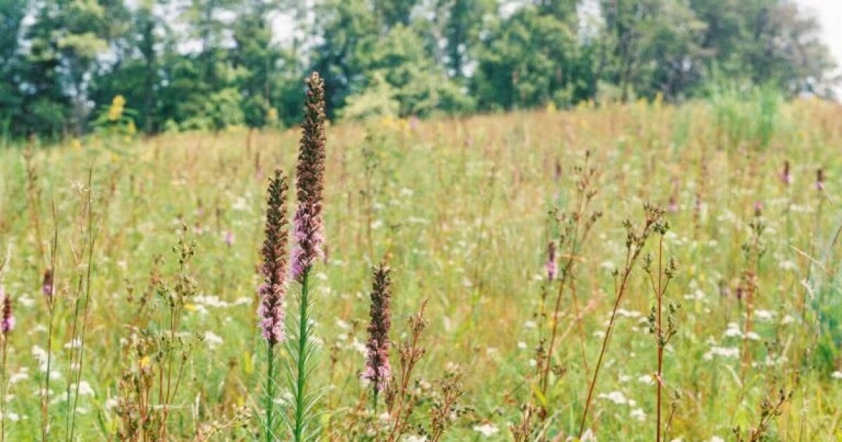 Pa. wil dat huiseigenaren hun gazons omruilen voor weilanden – te beginnen met gratis inheemse plantenpakketten