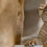 Pittsburgh Zoo kondigt de geboorte aan van zijn eerste leeuwenwelp in zes jaar