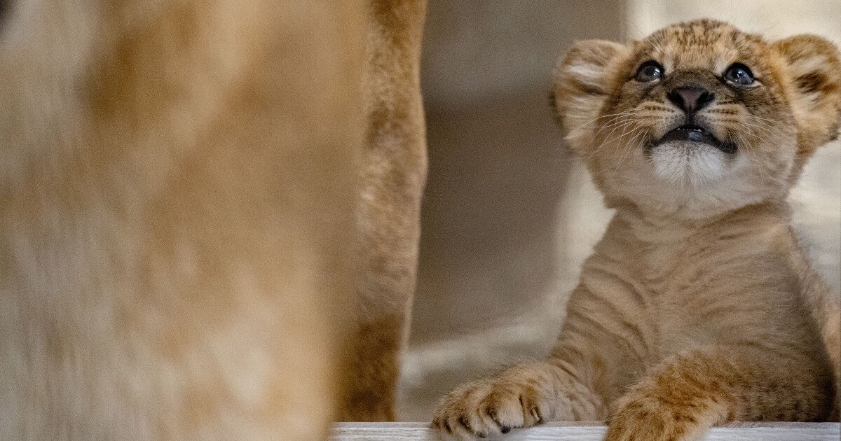 Pittsburgh Zoo kondigt de geboorte aan van zijn eerste leeuwenwelp in zes jaar