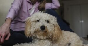 Dierenartsen in Pennsylvania zien een toename van het aantal ‘pot dogs’, huisdieren met symptomen van blootstelling aan marihuana