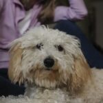 Dierenartsen in Pennsylvania zien een toename van het aantal ‘pot dogs’, huisdieren met symptomen van blootstelling aan marihuana