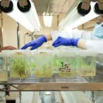 Kan bio-engineered kauwgom mond-, hoofd- en nekkanker helpen voorkomen? Pa.-onderzoekers zijn hoopvol