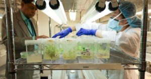 Kan bio-engineered kauwgom mond-, hoofd- en nekkanker helpen voorkomen? Pa.-onderzoekers zijn hoopvol