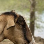 Geiten zullen zich tegoed doen aan invasieve soorten tijdens Goat Fest aan de zuidkant van Pittsburgh