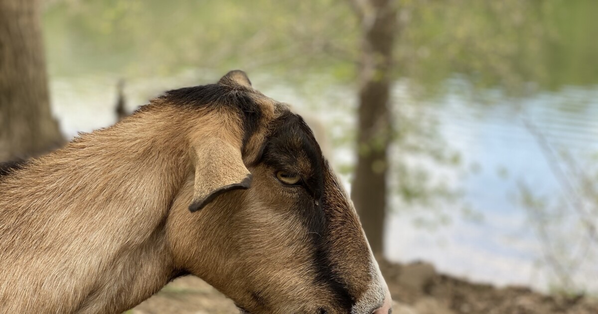 Geiten zullen zich tegoed doen aan invasieve soorten tijdens Goat Fest aan de zuidkant van Pittsburgh