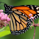 Nieuwe inspanning heeft tot doel 250 'waystations' in de Laurel Highlands te certificeren voor de monarchvlinders van Pa.s