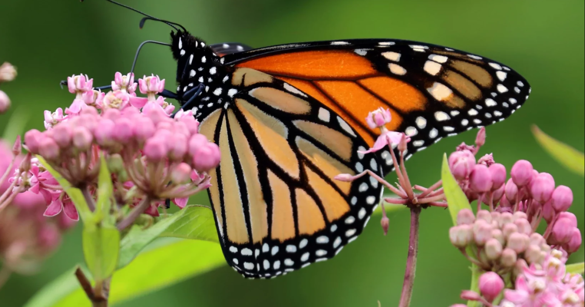 Nieuwe inspanning heeft tot doel 250 'waystations' in de Laurel Highlands te certificeren voor de monarchvlinders van Pa.s