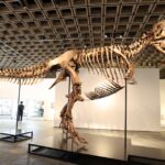 Wil je een echte T. rex bezitten? Het zou je $30 miljoen kunnen kosten