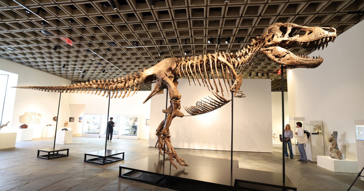 Wil je een echte T. rex bezitten? Het zou je $30 miljoen kunnen kosten