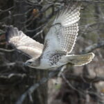 Audubon Society of Western Pa. haalt 240.000 dollar binnen om de inspanningen voor natuurbehoudseducatie in de gemeenschap uit te breiden