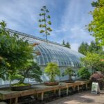 De eeuwenoude plant van het Phipps Conservatory maakt zijn eerste, laatste bloei