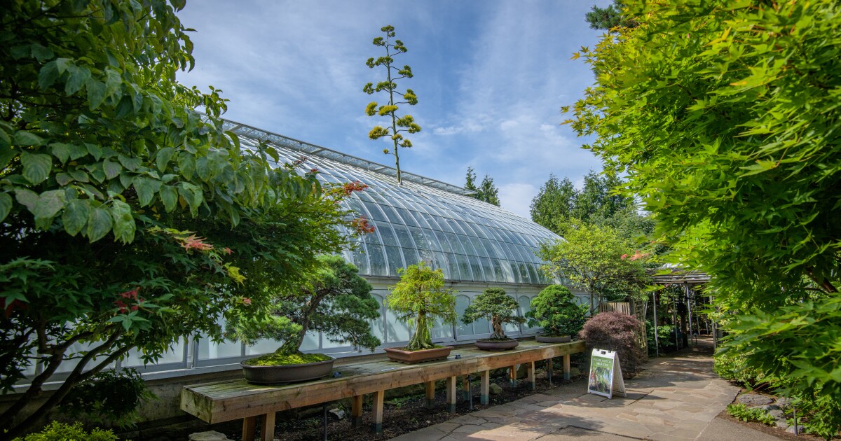 De eeuwenoude plant van het Phipps Conservatory maakt zijn eerste, laatste bloei