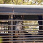 De federale overheid dunt de kuddes wilde paarden in Colorado uit