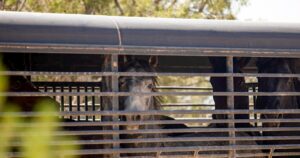 De federale overheid dunt de kuddes wilde paarden in Colorado uit
