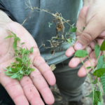 Een nieuwe invasieve plant bedreigt de bossen van Pennsylvania. Hier leest u hoe u kunt helpen.