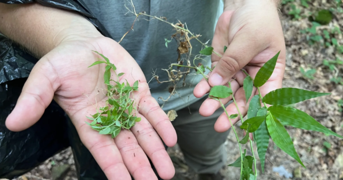 Een nieuwe invasieve plant bedreigt de bossen van Pennsylvania. Hier leest u hoe u kunt helpen.