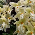 Een vluchtige geur: orchideeën bloeien slechts dagen in Pittsburgh's Phipps