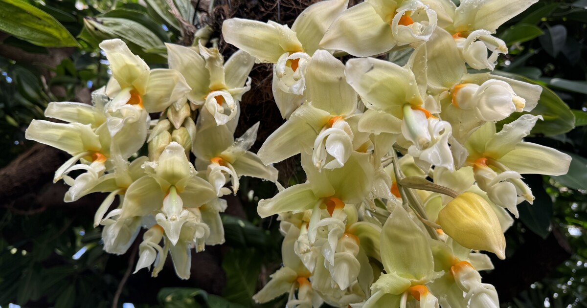 Een vluchtige geur: orchideeën bloeien slechts dagen in Pittsburgh's Phipps