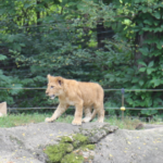 Nieuw leeuwenwelpje Kiazi maakt haar 'brullende' debuut in de dierentuin van Pittsburgh
