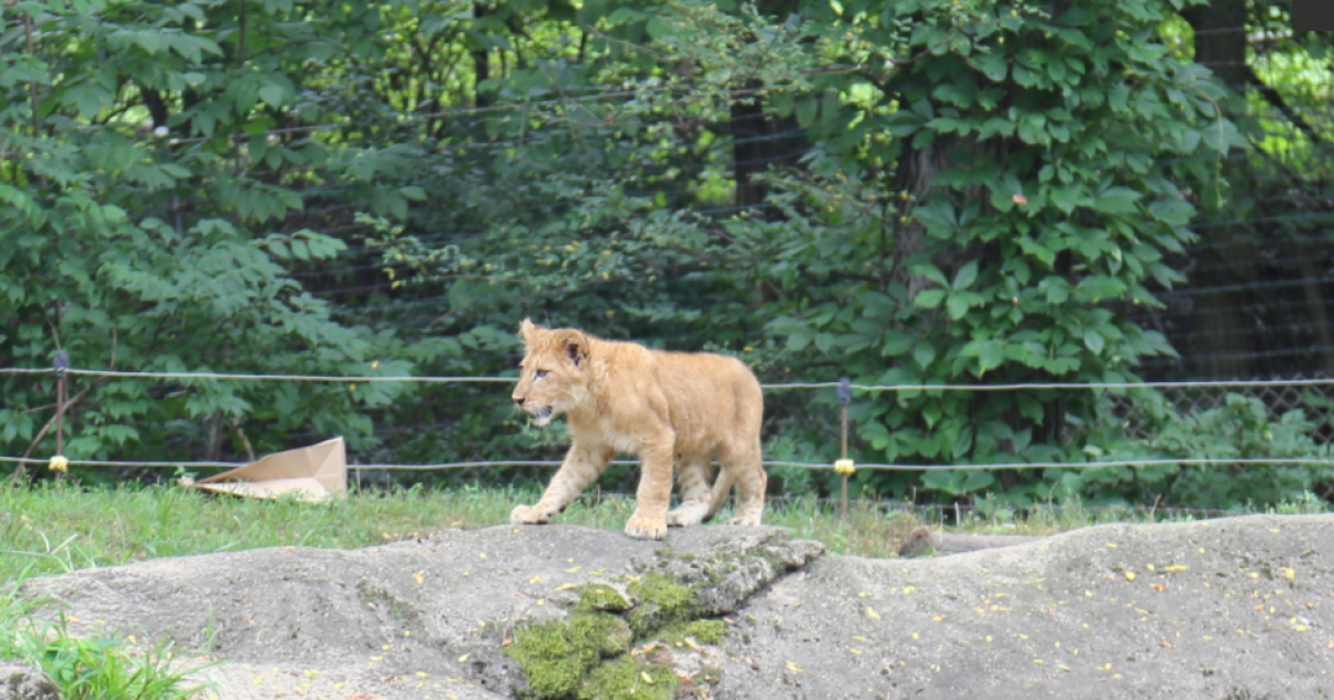 Nieuw leeuwenwelpje Kiazi maakt haar 'brullende' debuut in de dierentuin van Pittsburgh