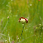Ontdek de vleesetende planten van Spruce Flats Bog, een juweel van de Laurel Highlands