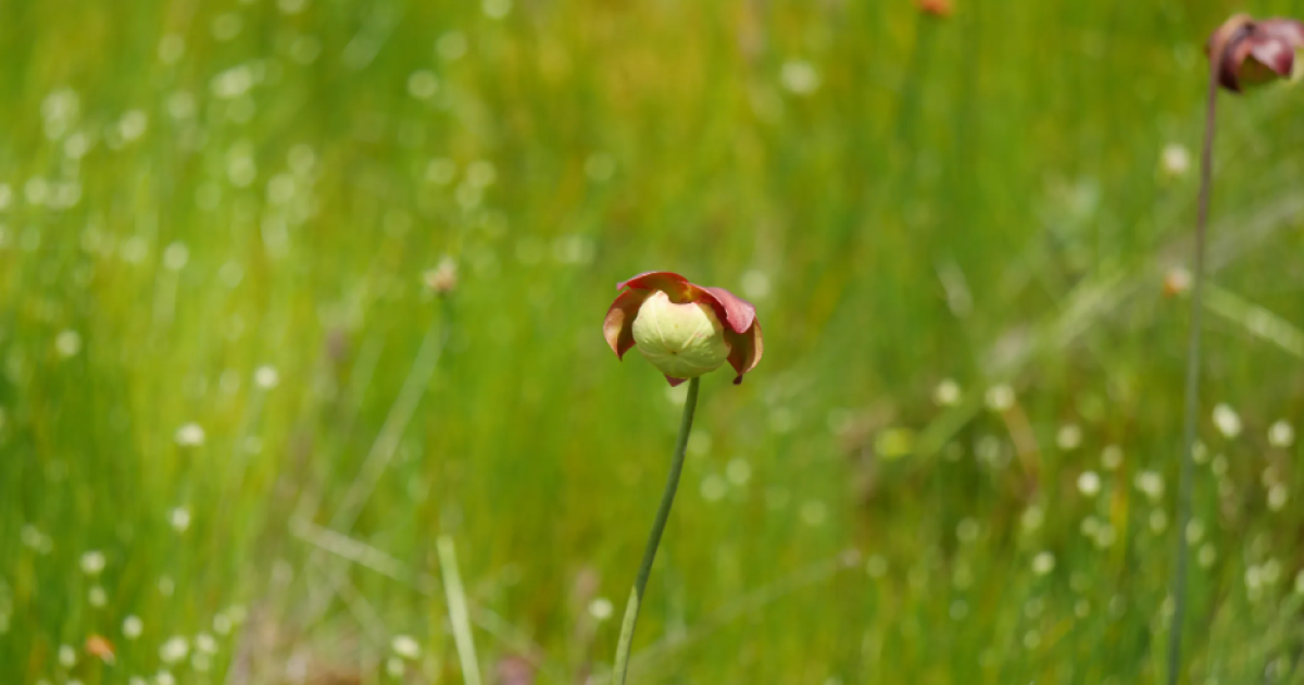 Ontdek de vleesetende planten van Spruce Flats Bog, een juweel van de Laurel Highlands