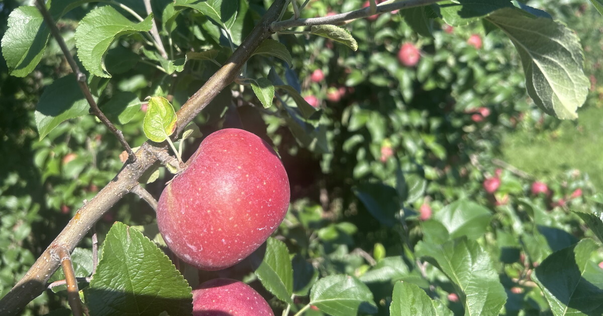 Deze legendarische appel is Pa.'s meest geteelde appel, maar je hebt hem waarschijnlijk nog nooit in de productenafdeling gezien