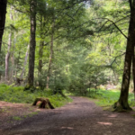 Ontdek wandelpaden voor elk vaardigheidsniveau in Cook Forest State Park