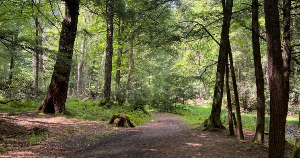 Ontdek wandelpaden voor elk vaardigheidsniveau in Cook Forest State Park