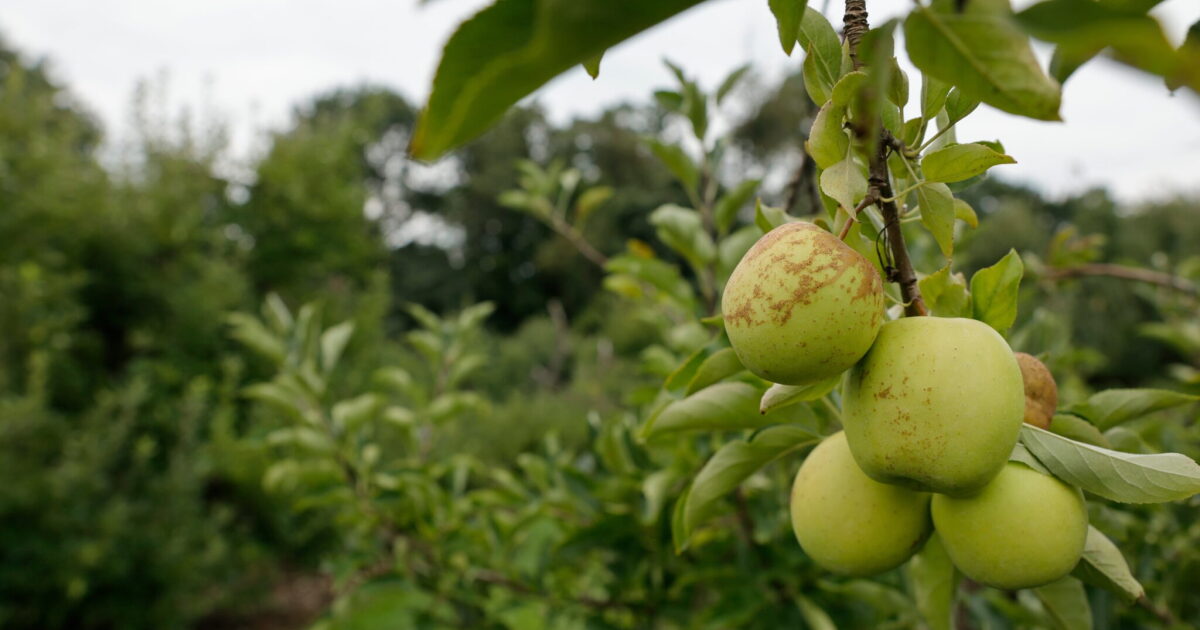 Pa. gaat subsidieaanvragen openen voor fruittelers die getroffen zijn door de voorjaarsvorst
