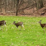 Pittsburgh breidt het hertenbeheerprogramma uit met meer parken