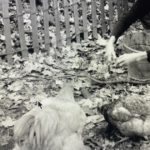 Auteur schrijft een liefdesbrief aan haar boerderij in het westen van Pennsylvania